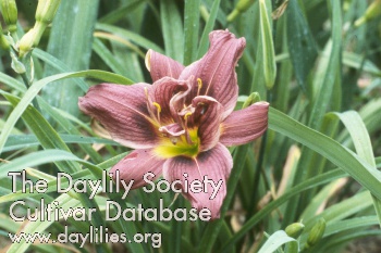 Daylily Jockey Club